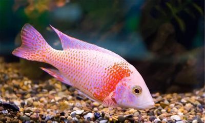 冷水金絲龍魚，冷水金絲龍魚做法