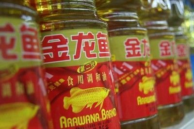 金龍魚價格為什么漲這么多（探究金龍魚價格飆升之謎）