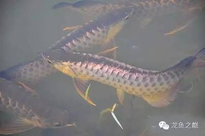 世界第一龍魚排名前十，世界第一龍魚排名前十名