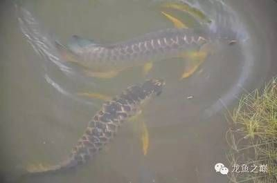 世界第一龍魚排名前十，世界第一龍魚排名前十名