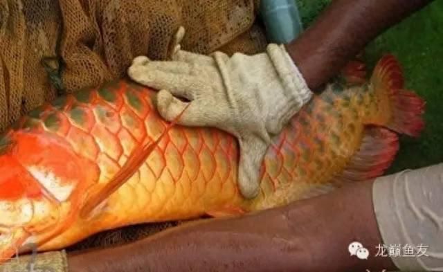世界第一龍魚排名前十，世界第一龍魚排名前十名