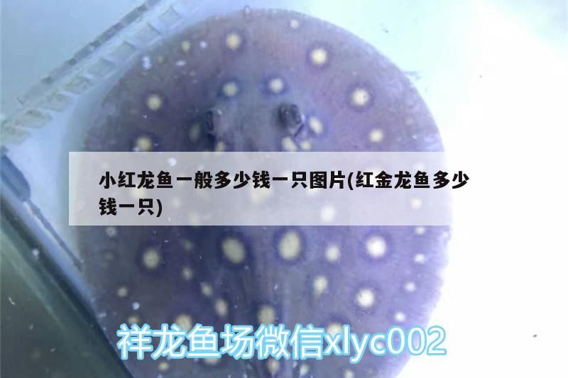 小紅龍魚一般多少錢一只圖片(紅金龍魚多少錢一只)