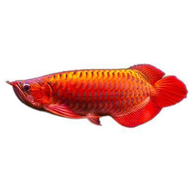 什么金龍魚觀賞價(jià)值高又好養(yǎng)，觀賞價(jià)值高且好養(yǎng)的金龍魚品種