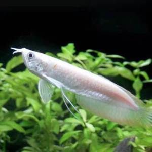 金龍魚和銀龍魚可以繁殖么，如何區分銀龍魚性別,金龍魚混養注意事項