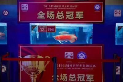 龍魚冠軍有什么好處，龍魚冠軍對養殖業的影響