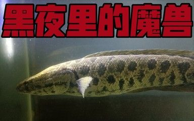 雷龍魚和烏魚區別，雷龍魚與烏魚市場價格對比