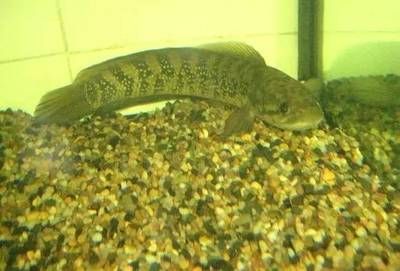 雷龍魚和烏魚區別，雷龍魚與烏魚市場價格對比