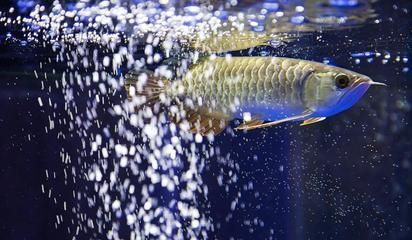 龍魚總是來回游很快怎么回事：為什么龍魚總是來回游動？