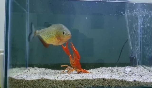 龍魚大戰食人魚