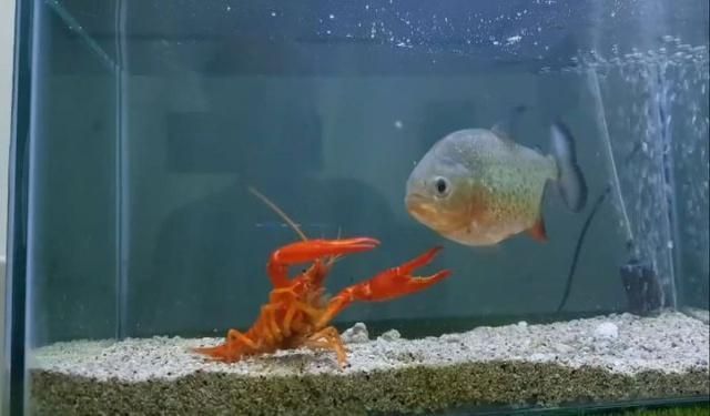 龍魚大戰食人魚