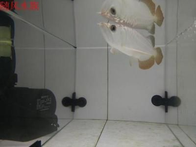 夢幻易購龍魚商城在哪找啊，夢幻易購龍魚商城并不是一個(gè)特定的實(shí)體市場而是一個(gè)虛擬的購物平臺(tái)