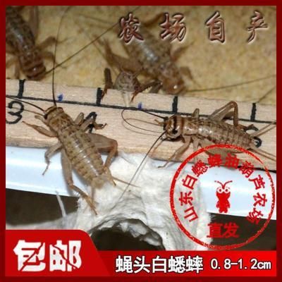 夢幻易購龍魚商城在哪找啊，夢幻易購龍魚商城并不是一個(gè)特定的實(shí)體市場而是一個(gè)虛擬的購物平臺(tái)
