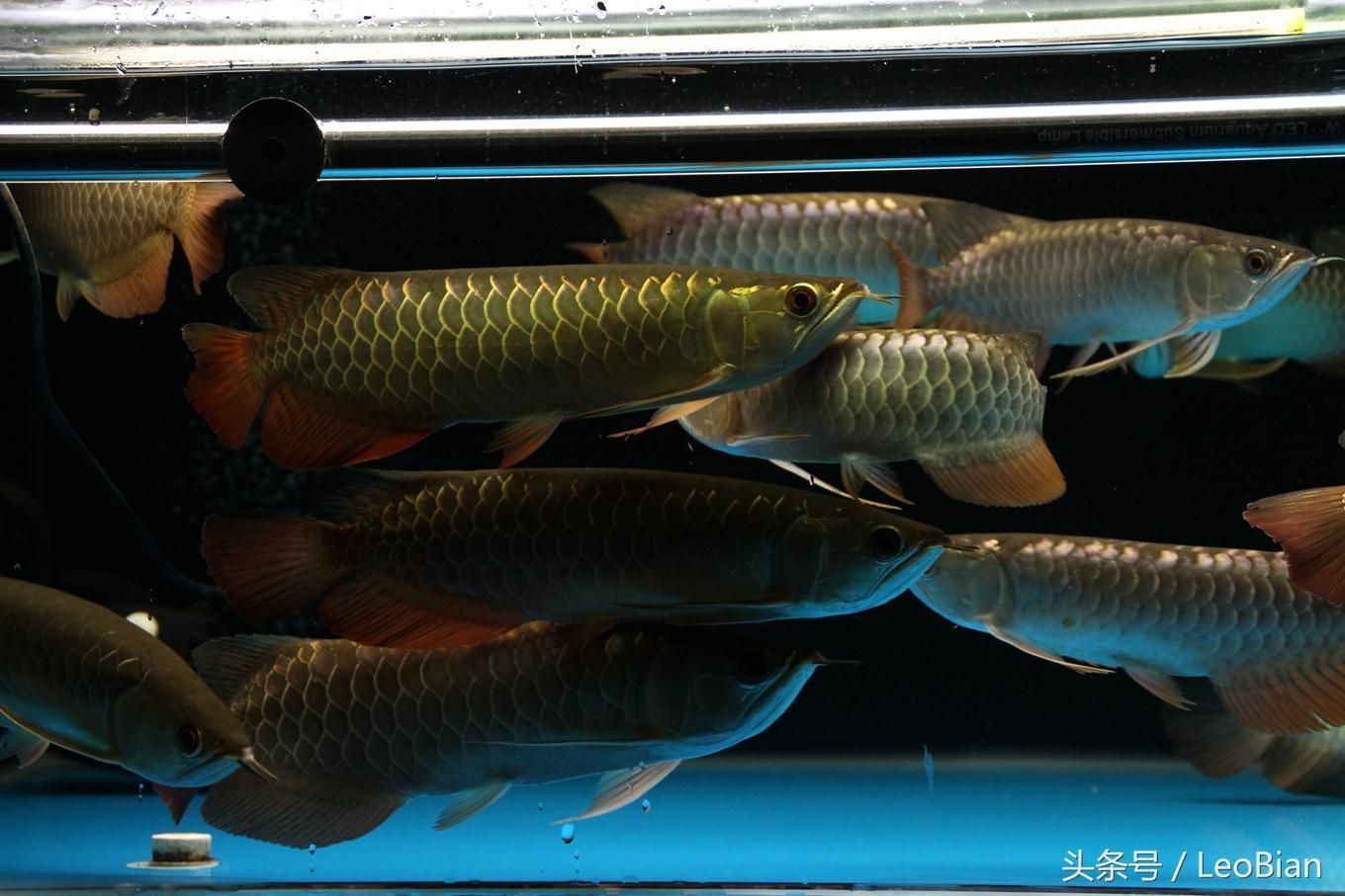 金龍魚用什么濾材好（金龍魚專用濾材購買建議）