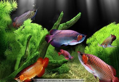 金龍魚怎樣畫，國畫金龍魚繪畫常見錯誤解析,如何畫出金龍魚的動態感