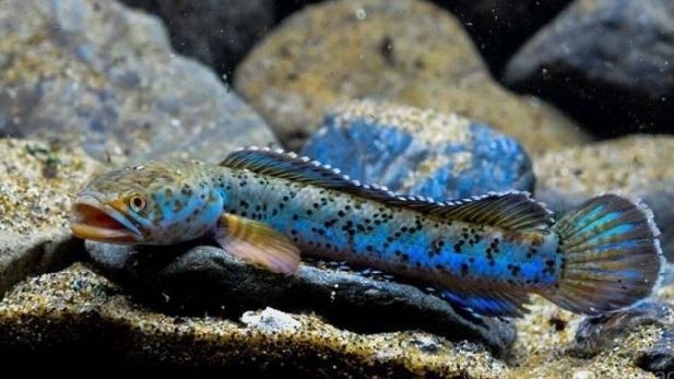 雷龍魚飼養難度，雷龍魚的飼養難度