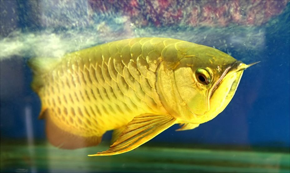 金龍魚一天可以吃多少條小魚，金龍魚一天可以吃多少條小魚成年金龍魚每天喂食一次或兩次