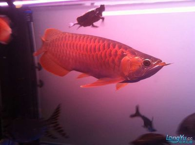 龍魚青龍最高是多少星，王者榮耀最強王者排名“龍魚青龍”最高是多少星