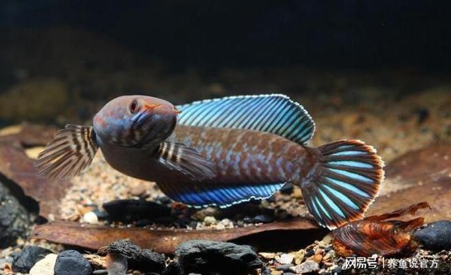 哪種雷龍魚最好養(yǎng)，雷龍魚品種選擇最適合自己的雷龍魚品種，雷龍魚品種選擇 哪種雷龍魚最好養(yǎng)，雷龍魚品種選擇最適合自己的雷龍魚品種，雷龍魚品種選擇 龍魚百科 第5張