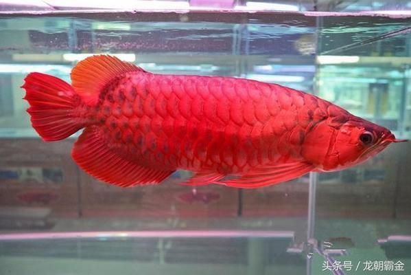 什么龍魚值錢呢，福祿壽喜財(cái)龍魚的選購(gòu)指南，