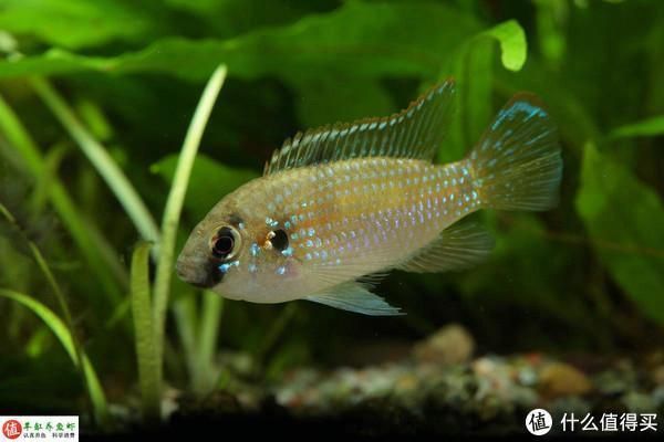 龍魚維他命有用嗎，維他命，即維生素，對龍魚的健康和生長具有重要作用