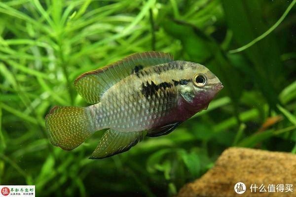 龍魚維他命有用嗎，維他命，即維生素，對龍魚的健康和生長具有重要作用