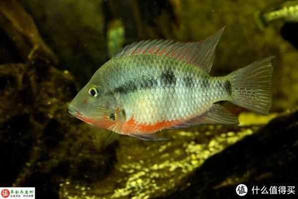 龍魚維他命有用嗎，維他命，即維生素，對龍魚的健康和生長具有重要作用