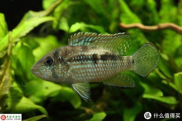 龍魚維他命有用嗎，維他命，即維生素，對龍魚的健康和生長具有重要作用