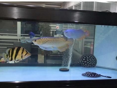 龍魚跟什么魚混養漂亮，與龍魚混養的理想選擇與龍魚混養的理想選擇與龍魚混養