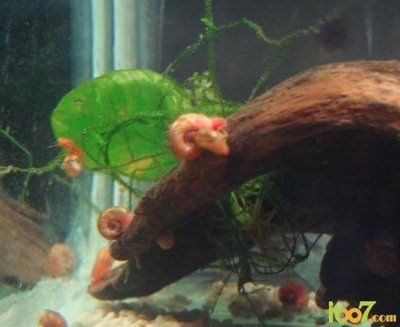 龍魚身上一條線是什么：龍魚身上一條線的奧秘，獨特標識與養護關鍵