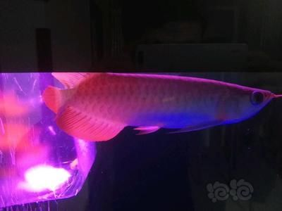 龍魚老頭魚的辨別方法，如何辨別龍魚是否為老頭魚
