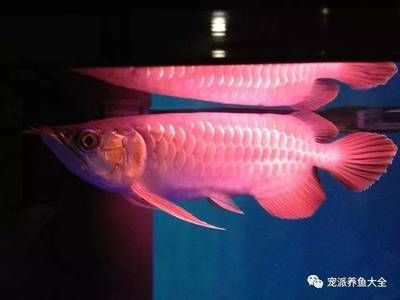 龍魚老頭魚的辨別方法，如何辨別龍魚是否為老頭魚