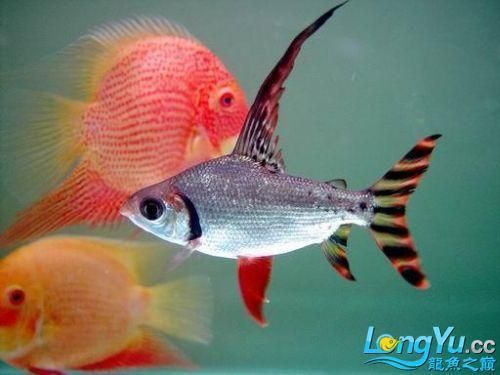 龍魚跟什么魚混養最合適，七彩魚與龍魚混養選擇需要謹慎以下幾種與龍魚混養效果較好