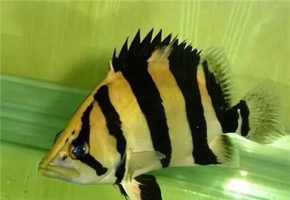 龍魚跟什么魚混養最合適，七彩魚與龍魚混養選擇需要謹慎以下幾種與龍魚混養效果較好