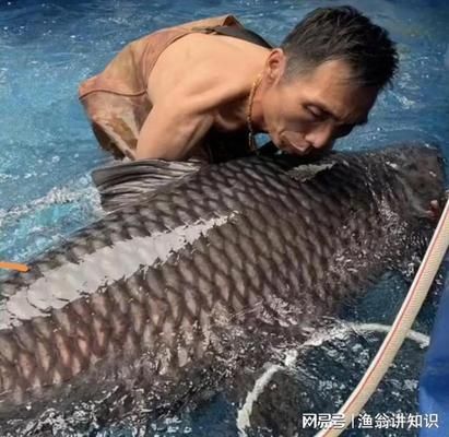 青龍魚能長多大一條魚呢,青龍魚的生長速度與年齡關系 龍魚百科 第4張 青龍魚能長多大一條魚呢,青龍魚的生長速度與年齡關系 青龍魚能長多大一條魚呢,青龍魚的生長速度與年齡關系 龍魚百科 第4張