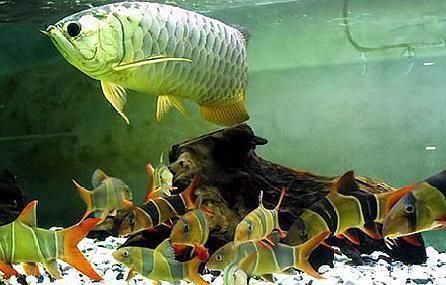 龍魚戰船混養怎么樣(如何判斷龍魚和戰船魚是否適合混養) 龍魚百科 第5張 龍魚戰船混養怎么樣(如何判斷龍魚和戰船魚是否適合混養) 龍魚戰船混養怎么樣(如何判斷龍魚和戰船魚是否適合混養) 龍魚百科 第5張
