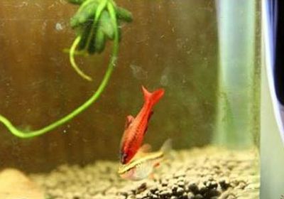 金龍魚吃什么好養活：金龍魚飼養注意事項
