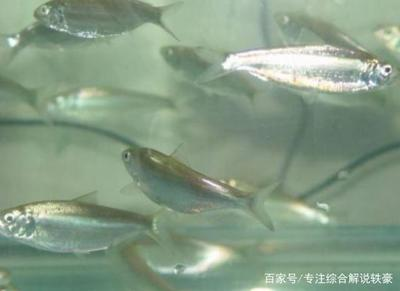 龍魚抗生素藥有哪些品種：龍魚抗生素藥的使用方法