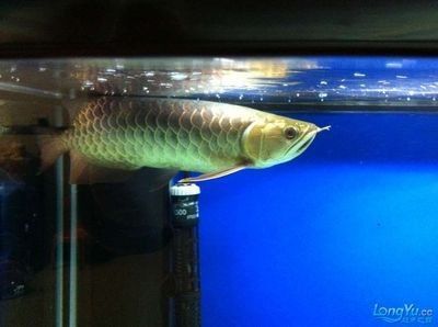 龍魚藍底好還是古典好養：藍底龍魚和古典龍魚有什么區別