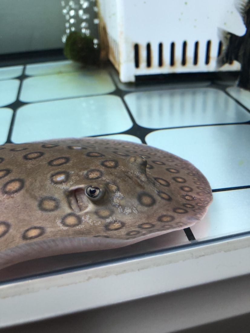 深圳觀賞魚(yú)批在什么地方有?(深圳觀賞魚(yú)批在什么地方有批發(fā))