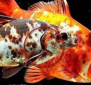 金龍魚怎么分辨雌雄，如何判斷金龍魚的性別