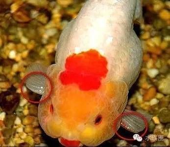 金龍魚怎么分辨雌雄，如何判斷金龍魚的性別