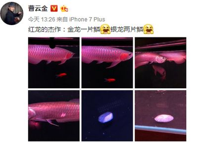紅龍魚掉了片鱗怎么辦（紅龍魚掉了片鱗，需要及時處理，檢查鱗片掉落的位置和數(shù)量）