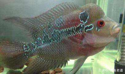 龍魚爛尾怎么治療最快：龍魚爛尾，多維度剖析與高效治療全攻略