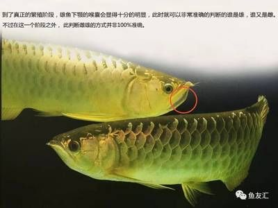 如何分辨龍魚的公母，龍魚的性別可以通過觀察其體形和尾巴來分辨其體形和尾巴來分辨