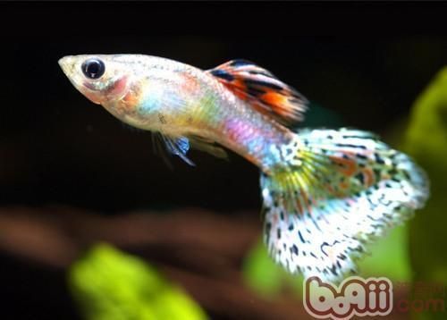 孔雀龍魚品種大全圖鑒圖解，孔雀龍魚品種圖鑒