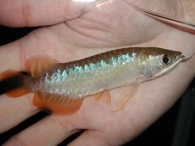 哪種龍魚體形最小最聰明，澳洲星點龍是體型最小的龍魚品種金恐龍與紅劍魚的區別
