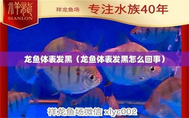 龍魚顏色變黑是怎么回事兒，龍魚顏色變黑可能由多種因素引起龍魚顏色變黑的原因