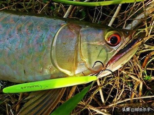亞馬遜河魚類繁殖習性（亞馬遜河魚類繁殖習性的詳細信息亞馬遜河魚類繁殖策略）
