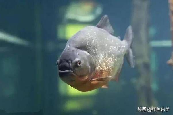 亞馬遜河魚類繁殖習性(亞馬遜河魚類繁殖習性的詳細信息亞馬遜河魚類繁殖策略) 龍魚百科 第4張 亞馬遜河魚類繁殖習性(亞馬遜河魚類繁殖習性的詳細信息亞馬遜河魚類繁殖策略) 亞馬遜河魚類繁殖習性(亞馬遜河魚類繁殖習性的詳細信息亞馬遜河魚類繁殖策略) 龍魚百科 第4張