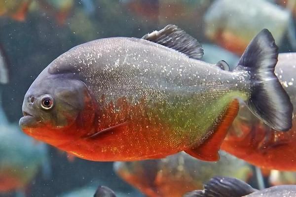 亞馬遜河魚類繁殖習性(亞馬遜河魚類繁殖習性的詳細信息亞馬遜河魚類繁殖策略) 龍魚百科 第5張 亞馬遜河魚類繁殖習性(亞馬遜河魚類繁殖習性的詳細信息亞馬遜河魚類繁殖策略) 亞馬遜河魚類繁殖習性(亞馬遜河魚類繁殖習性的詳細信息亞馬遜河魚類繁殖策略) 龍魚百科 第5張